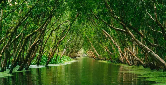 A narrow canal through the flooded forest, the water covered in green