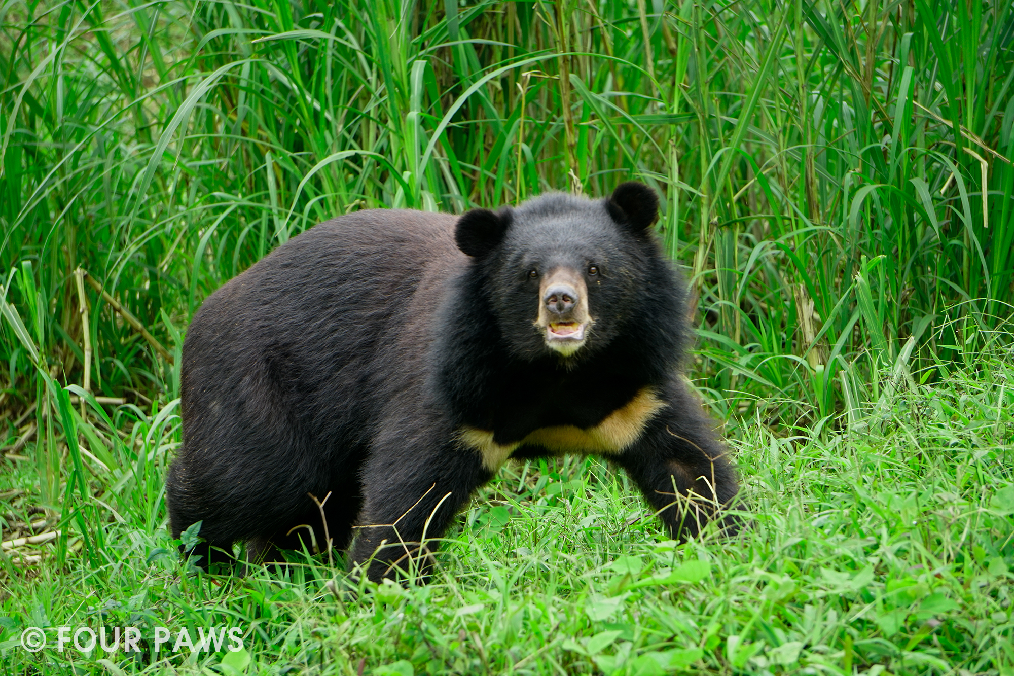 Bear Rescue Centre