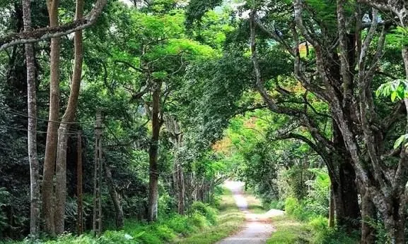 Ancient rainforest in Cúc Phương National Park