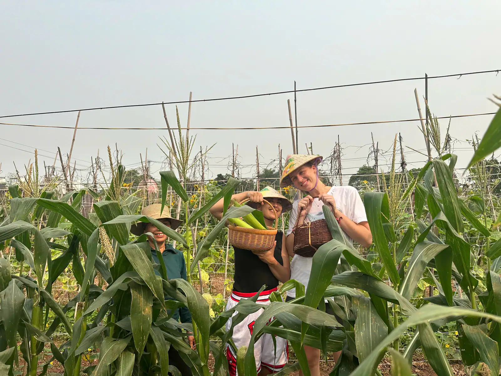 Farmland in the Red River Delta near Hanoi