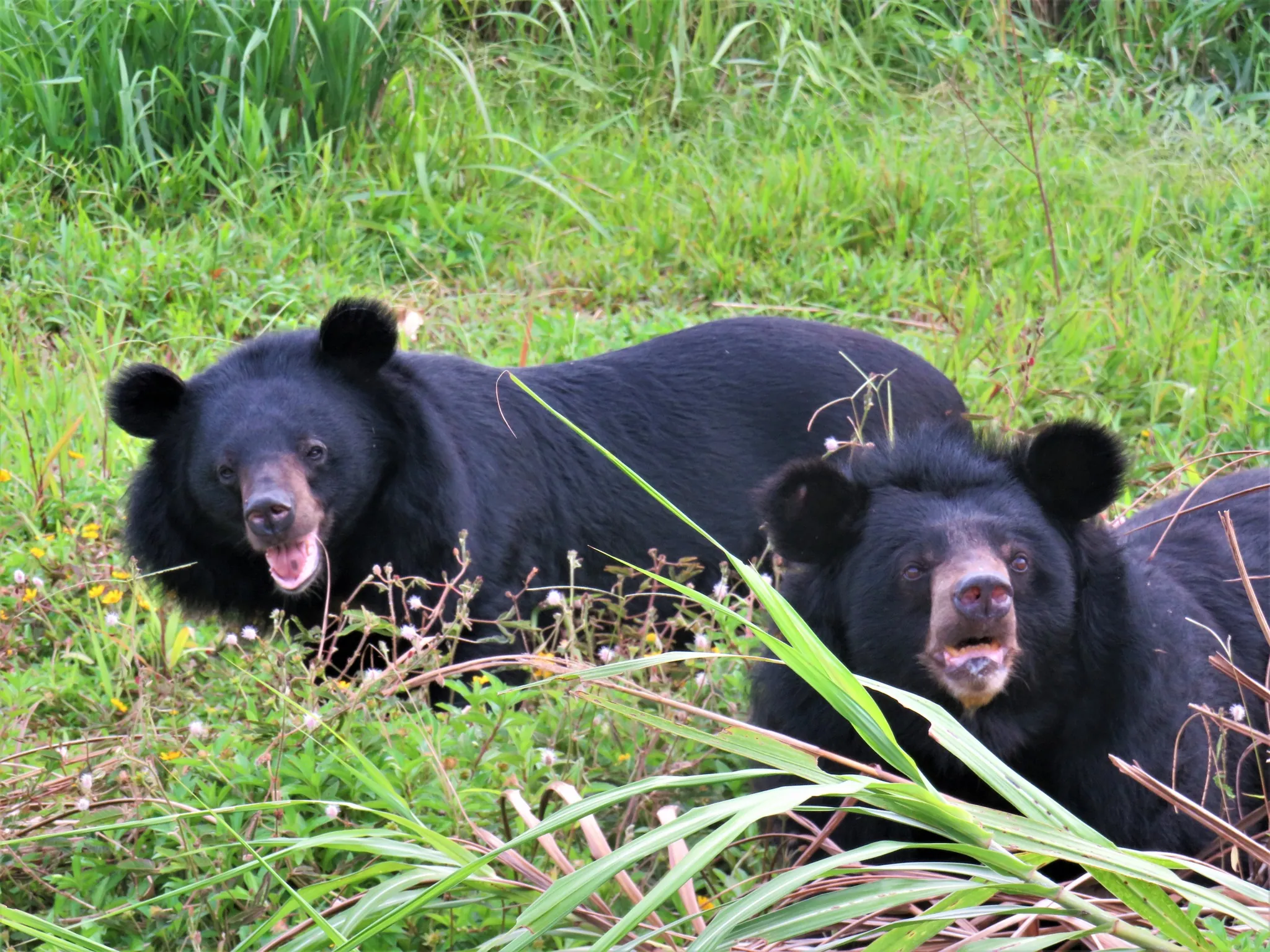 Bear Sanctuary