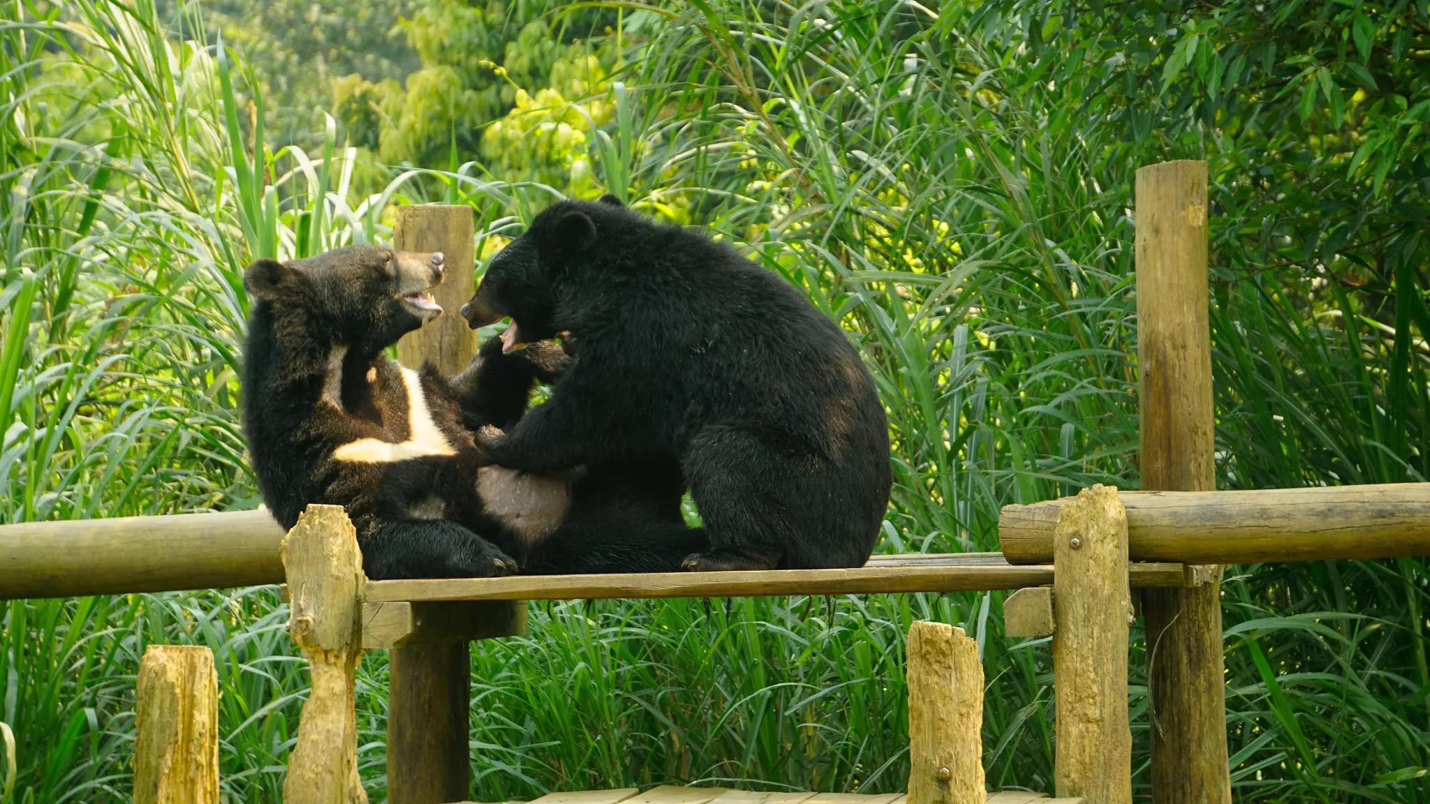 Bear Sanctuary