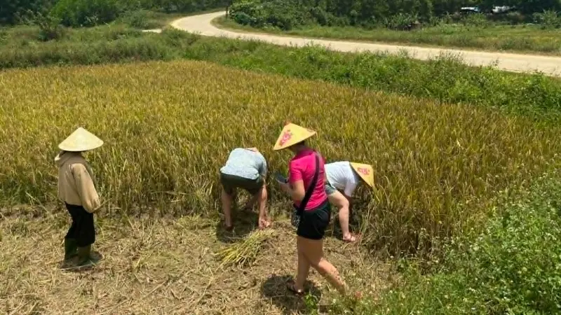 Rice planting activity in the paddy field