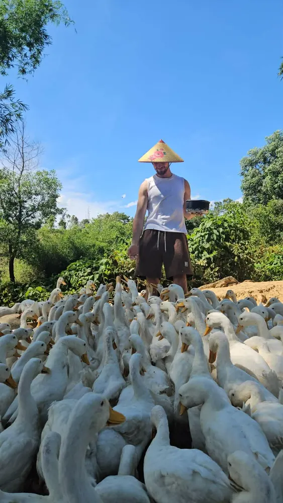 Guest feeding a large flock of ducks on the farm near Phong Nha